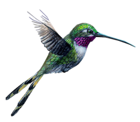 Cuento – El colibrí maya